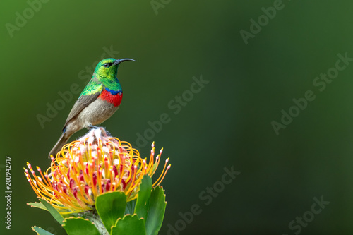 Southern double-collared sunbird or lesser double-collared sunbird (Cinnyris chalybeus) - Kleinrooibandsuikerbekkie photo
