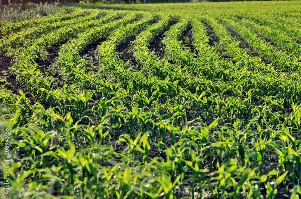 cornfield of maize at the sunny summer morning, backlit