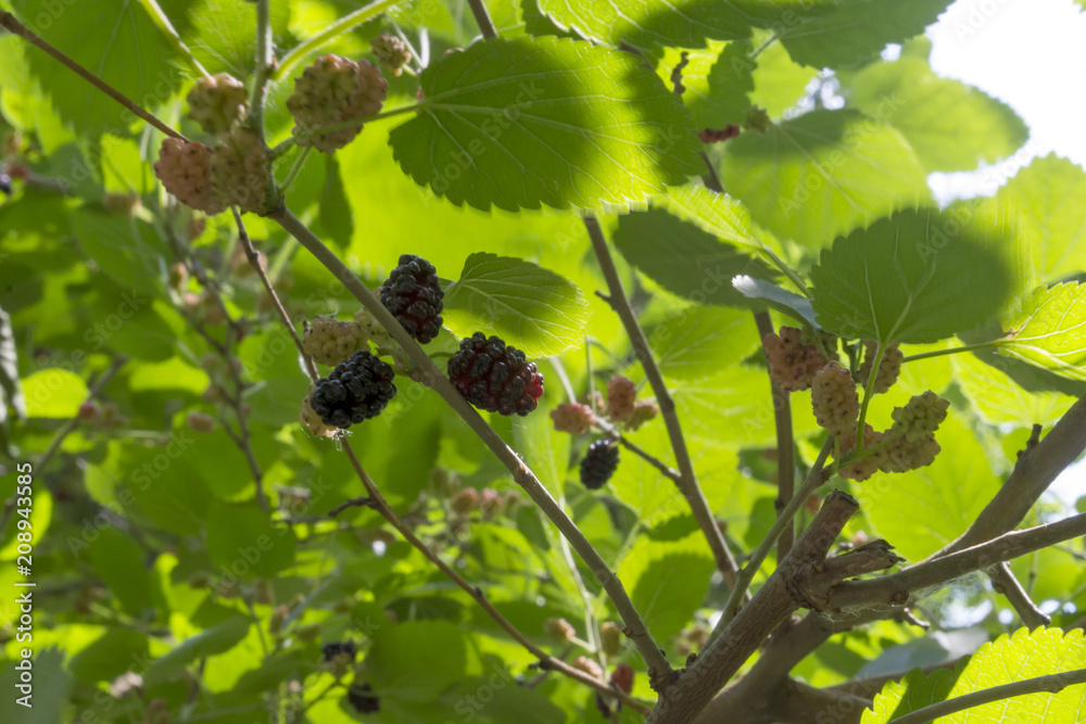 The branches of ripe mulberry. Close up.