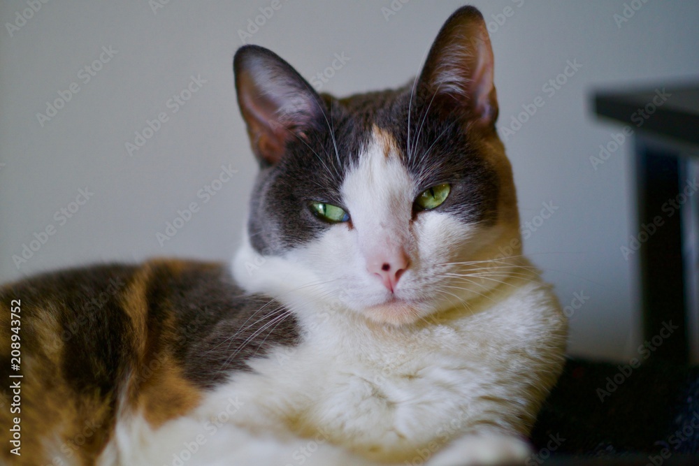 Fototapeta premium Calico Domestic Shorthaired Cat