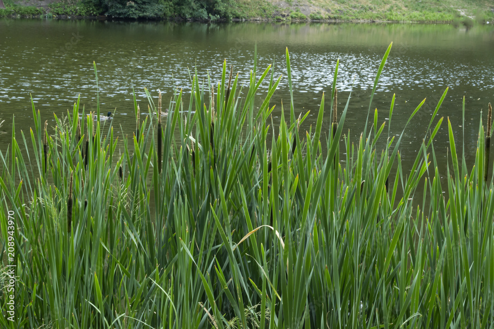 Green bulrushes near lake at summer.