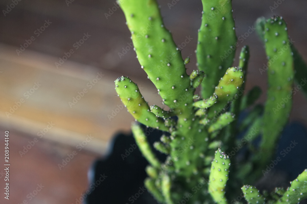 green cactus in flowerpot on green blurred background green cactus in flowerpot on green blurred background