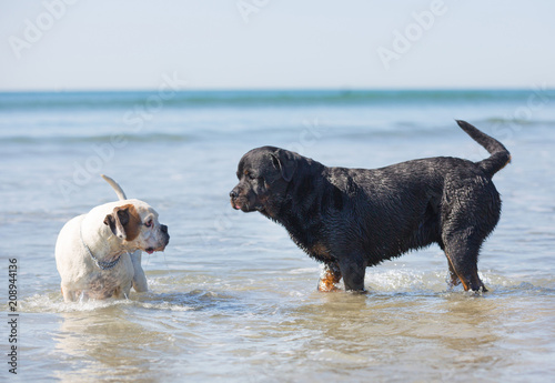 rottweiler and bower in the sea photo