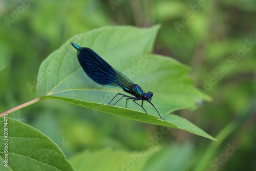 Blue dragonfly on green leaf