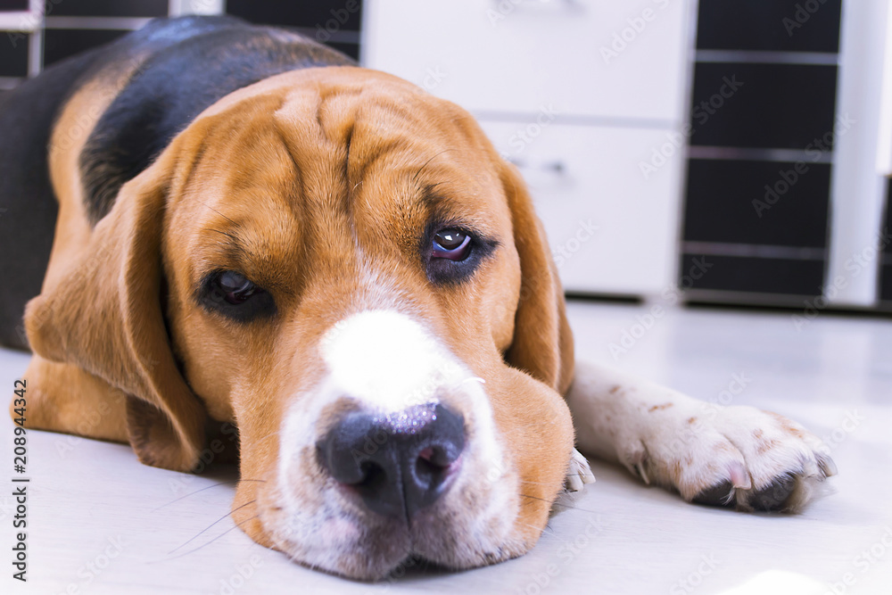 cute beagle dog lies on the floor close-up