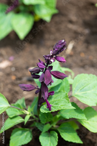 紫色のサルビアの花のアップ