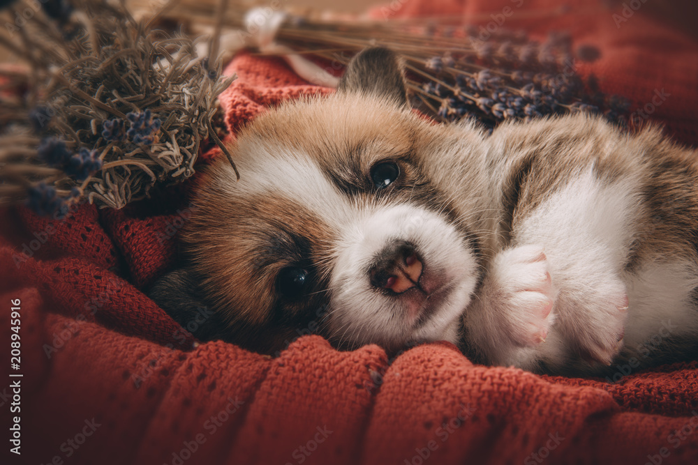 Welsh corgi pembroke sweet puppies
