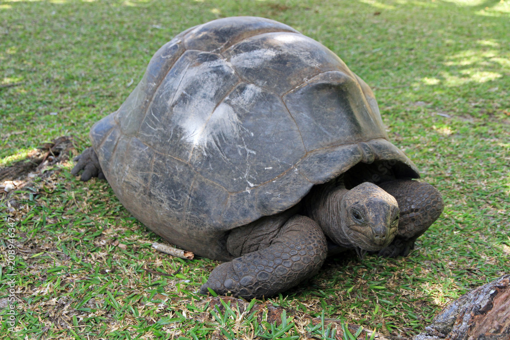 Aldabra giant tortoise, Curieuse Marine National Park, Curieuse Island, Seychelles Aldabra giant tortoise, Curieuse Marine National Park, Curieuse Island, Seychelles