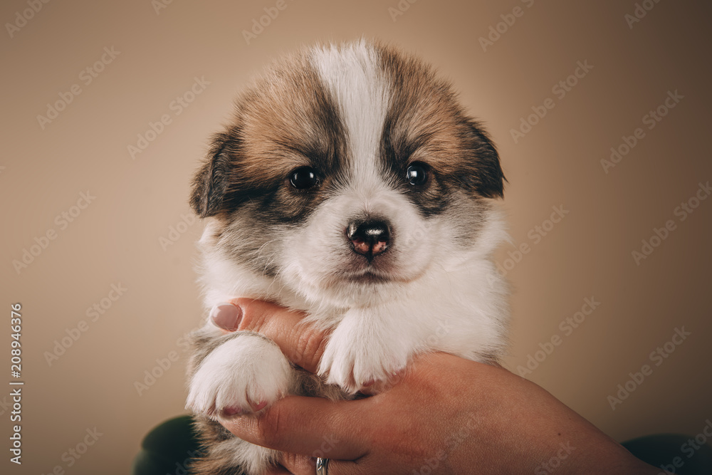 Welsh corgi pembroke sweet puppies Welsh corgi pembroke sweet puppies