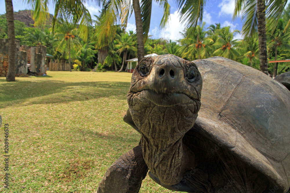 Aldabra giant tortoise, Curieuse Marine National Park, Curieuse Island, Seychelles Aldabra giant tortoise, Curieuse Marine National Park, Curieuse Island, Seychelles