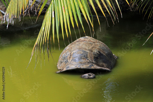 Aldabra giant tortoise, Curieuse Marine National Park, Curieuse Island, Seychelles