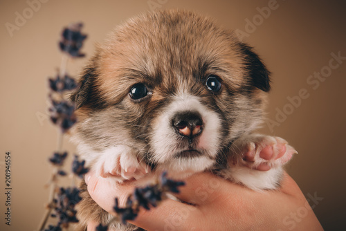 Welsh corgi pembroke sweet puppies