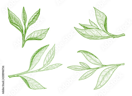 Tea leaves illustration collection isolated on white.