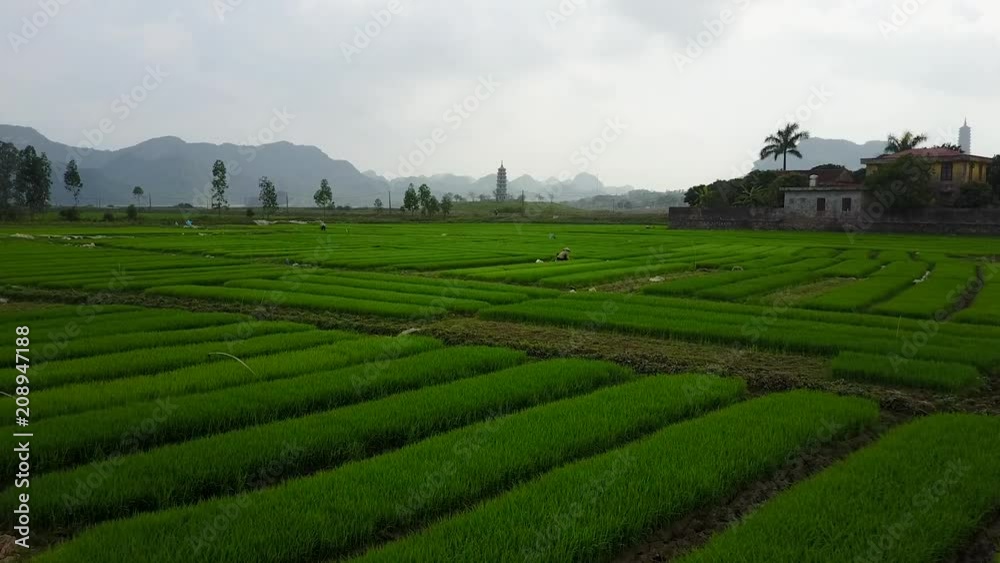 Vientamese Farmland and Pagoda Vientamese Farmland and Pagoda