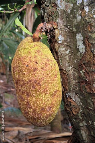 Jackfruit in Vallée de Mai Nature Reserve, Praslin, Seychelles  photo