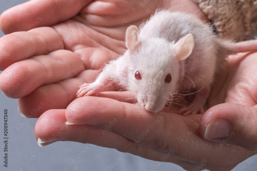 small rats with a berry small rats with a berry