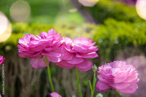 close up view of beautiful purple ranunculus flowers