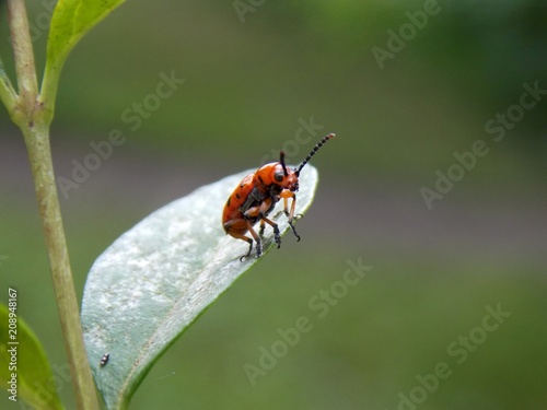red beetle on the list 