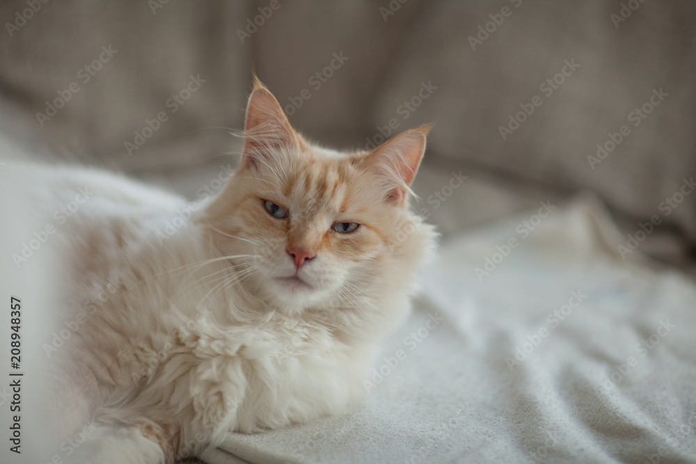 beautiful cat with blue eyes lies on the couch and relaxes