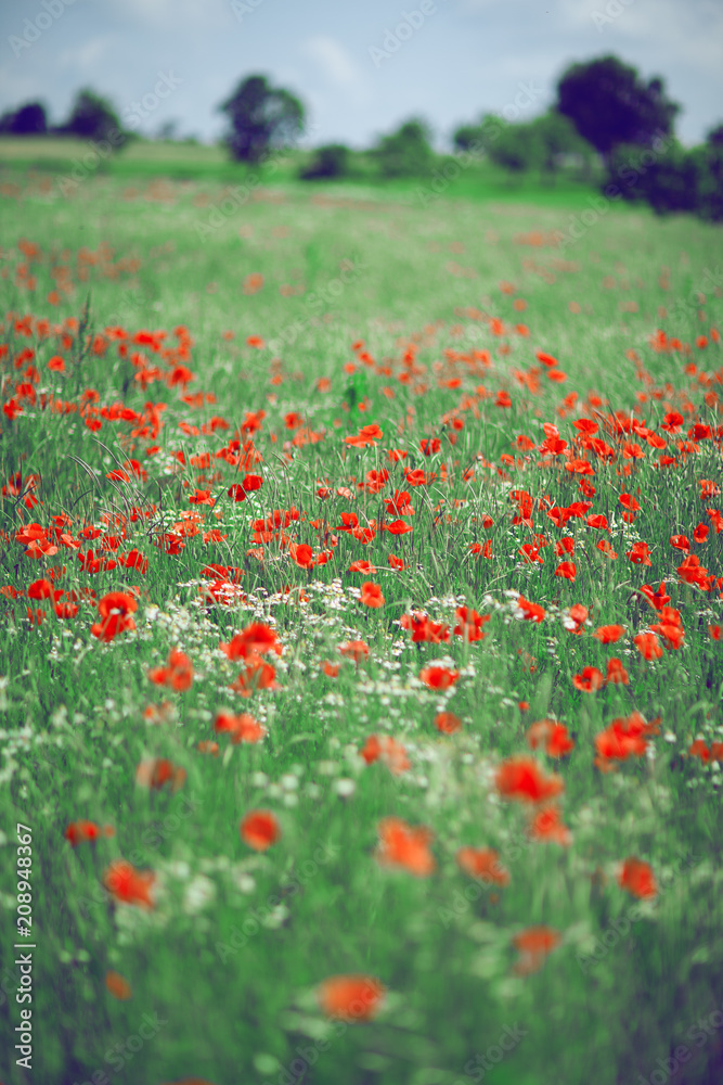 beautiful summer meadow with poppies and chamomile, can be used as background 