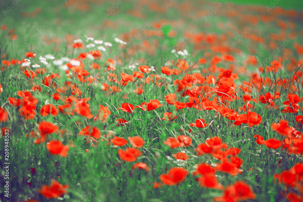 beautiful summer meadow with poppies and chamomile, can be used as background beautiful summer meadow with poppies and chamomile, can be used as background