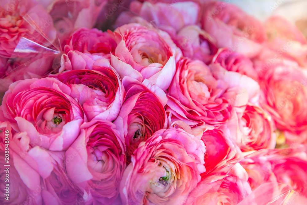 close up view of beautiful pink ranunculus flowers backdrop close up view of beautiful pink ranunculus flowers backdrop
