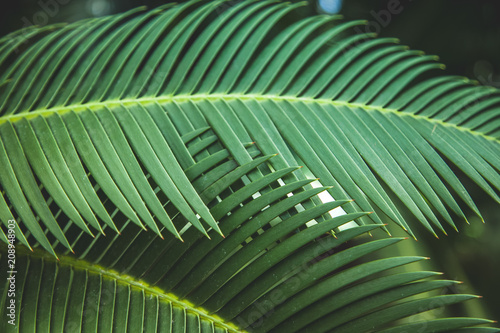 close up view of beautiful green palm leaves
