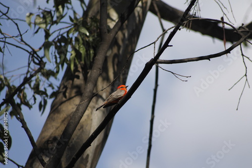 Mosquero cardenal photo