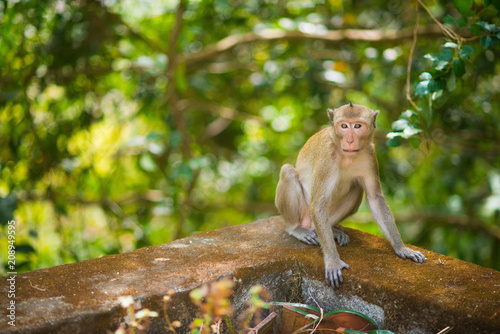 Macaca is sitting on a tree. Asian monkey photo