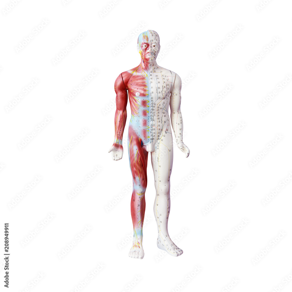 Chinese acupuncture dummy.Clipping path.
