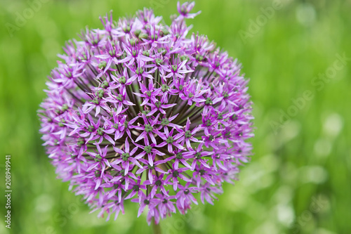 Allium