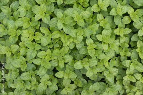 Wood Calamint