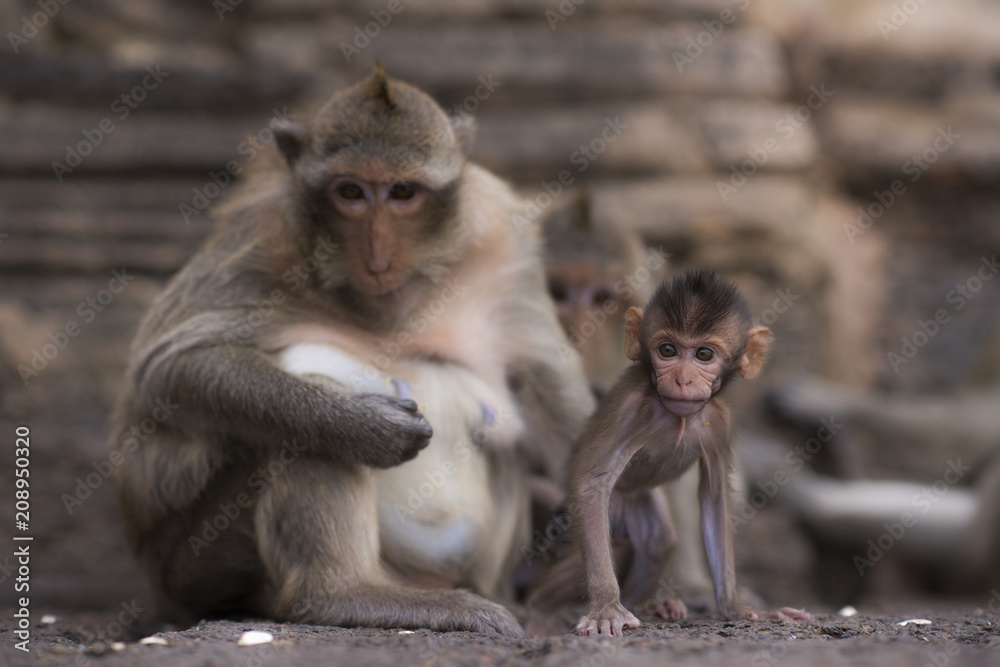 Two monkeys are looking with suspicion