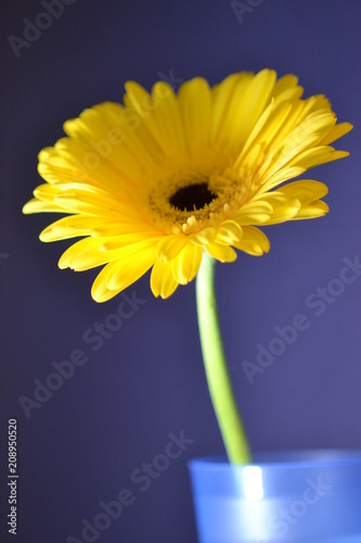 flower amber gerbera flora nature chamomile macro light