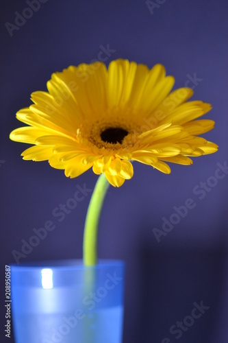 flower amber gerbera nature chamomile flora macro summer