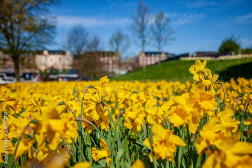 close-up view of beautiful blooming daffodils, green lawn and historical architecture in copenhagen, denmark, selective focus