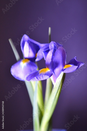 flower lilac iris flora nature light macro bouquet