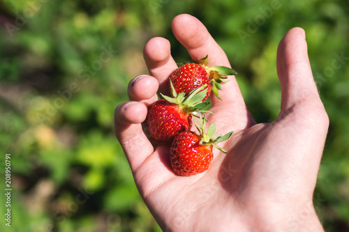fresh strawberries in hand