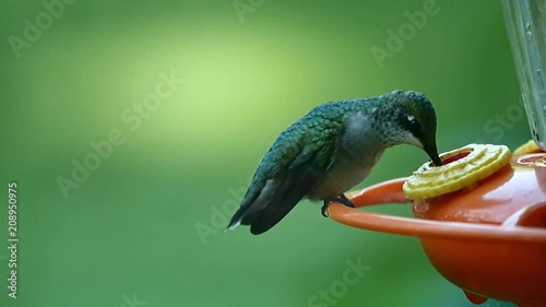 A closeup slow motion shot of a hummingbird eating nectar from a hummingbird feeder