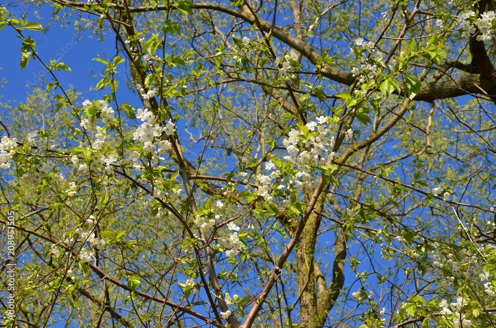 Fototapeta premium Weiße Baumblüten vor Himmelblau
