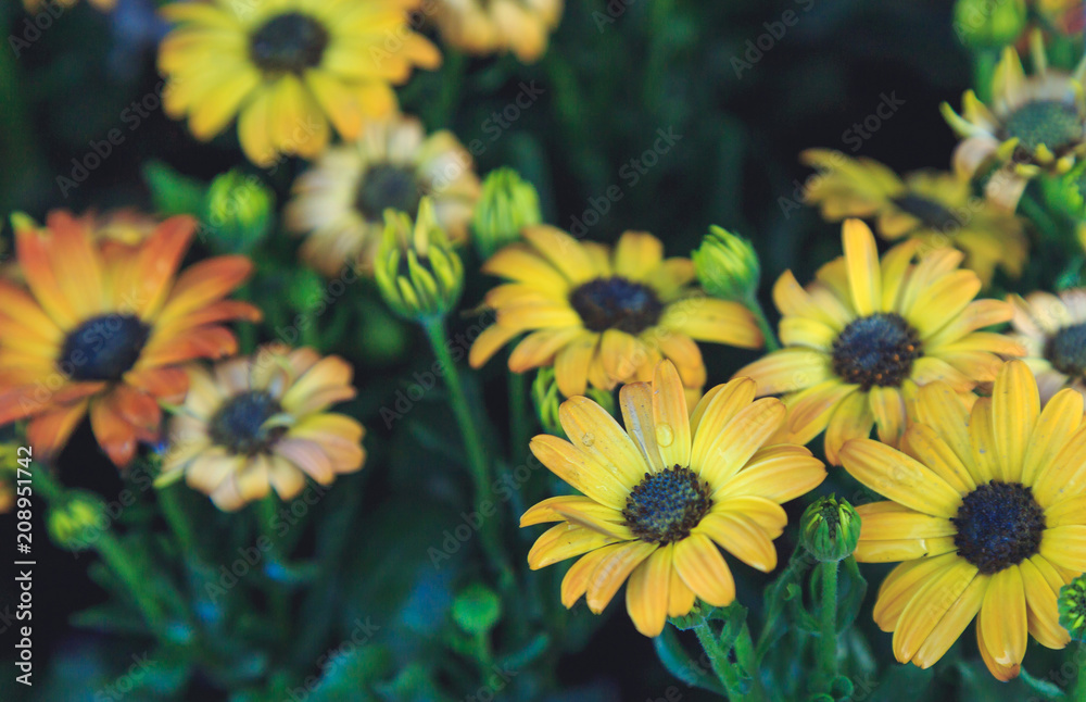 Obraz premium gerbera flowers close-up