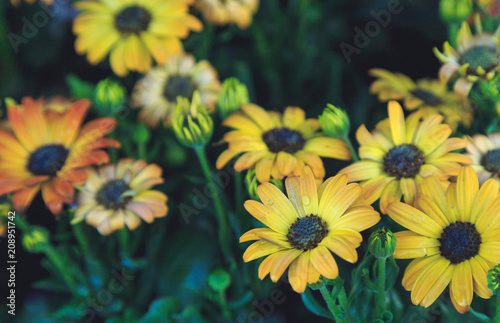 gerbera flowers close-up