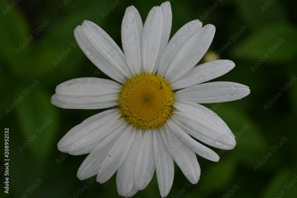 close-up of a white chamomile flower in rain drops in a summer garden on a soft green blurred background close-up of a white chamomile flower in rain drops in a summer garden on a soft green blurred background