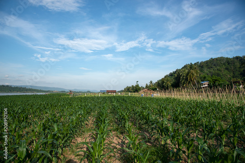 The beautiful green corn field is growing.