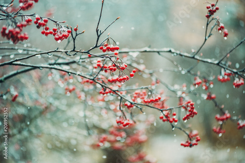 Red berries on a branch in a snow storm.