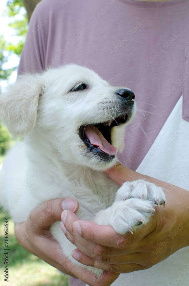 Naklejka Beautiful happy golden retriever puppy in hands of young man, with tongue out, outdoor in park