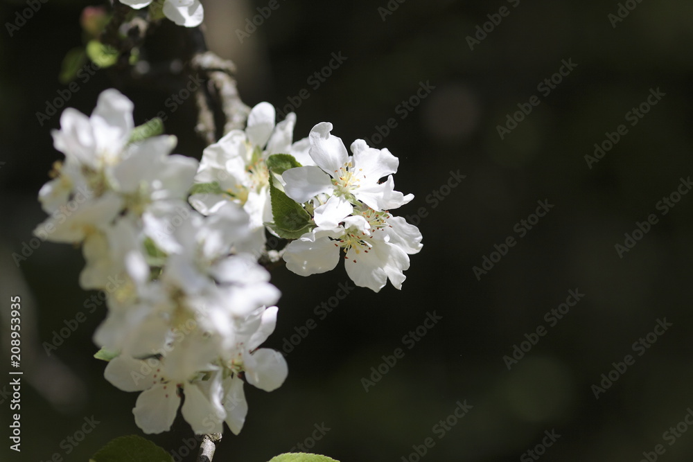 Apple tree in bloom. It's spring. Apple tree in bloom. It's spring.