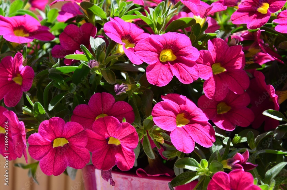 Zauberglöckchen blüht üppig in rosa Zauberglöckchen blüht üppig in rosa