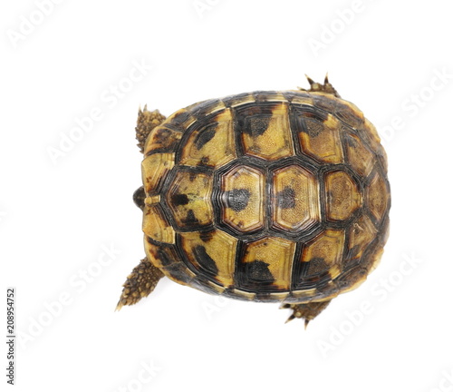 Little baby turtle, Hermann's Tortoise isolated on white background