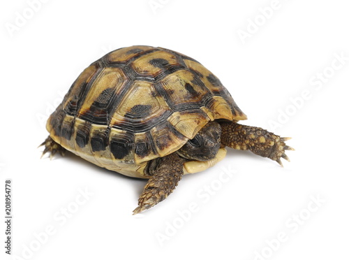 Little baby turtle, Hermann's Tortoise isolated on white background